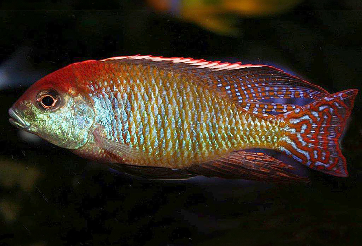 Lethrinops sp. 'red cap', Itungi