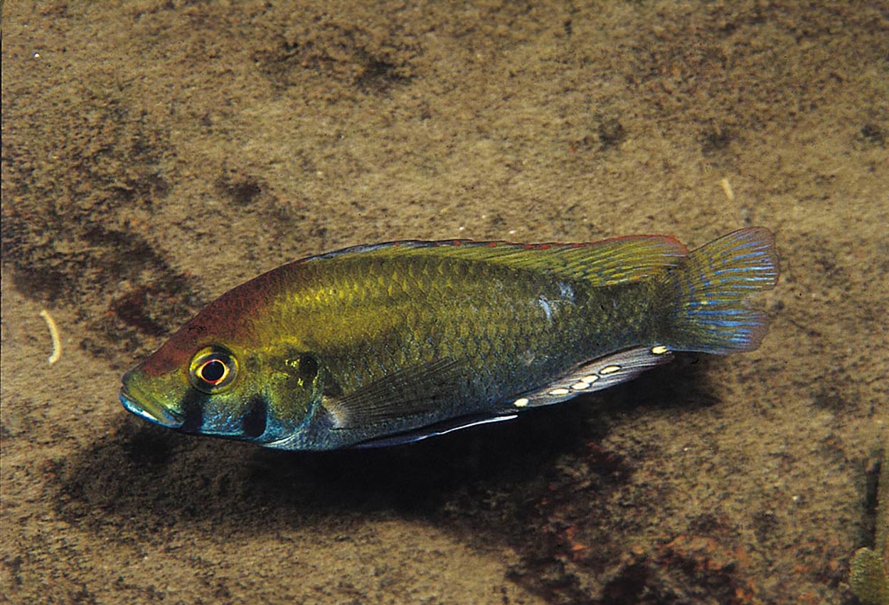 Astatotilapia calliptera