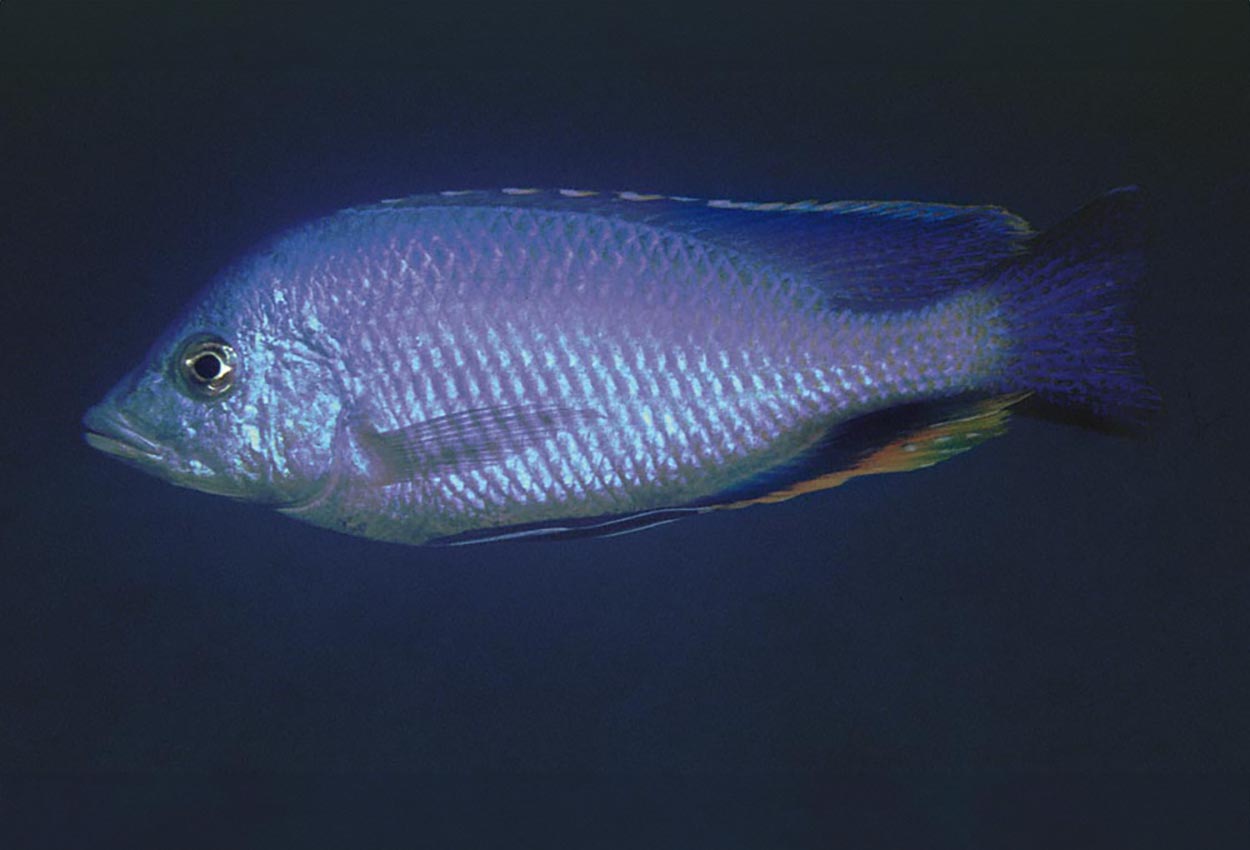 Hemitilapia oxyrhynchus, Ntekete
