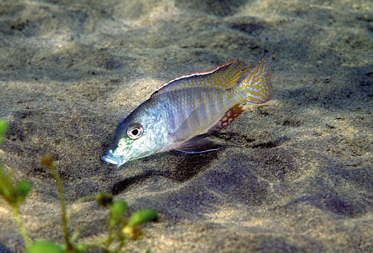 Lethrinops letrinus, Chiloelo