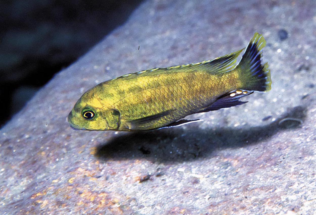 Petrotilapia sp. "nigra tanzania", Magunga