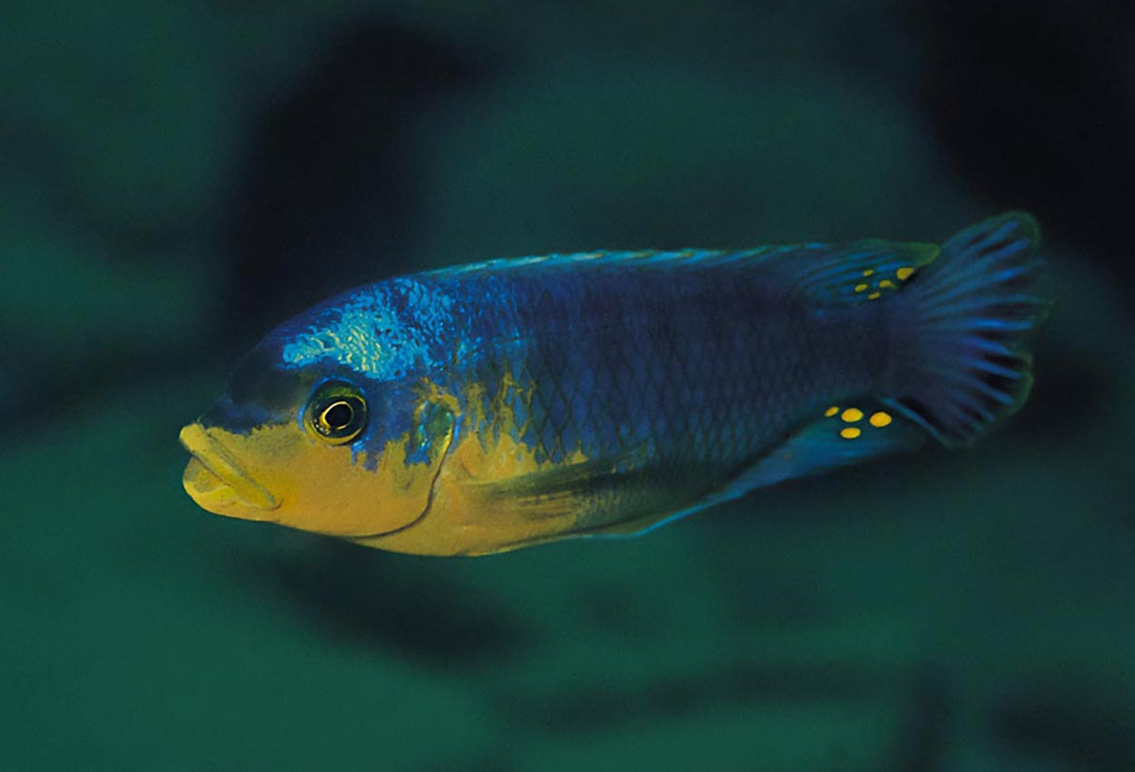 Petrotilapia sp. "yellow chin", Metangula