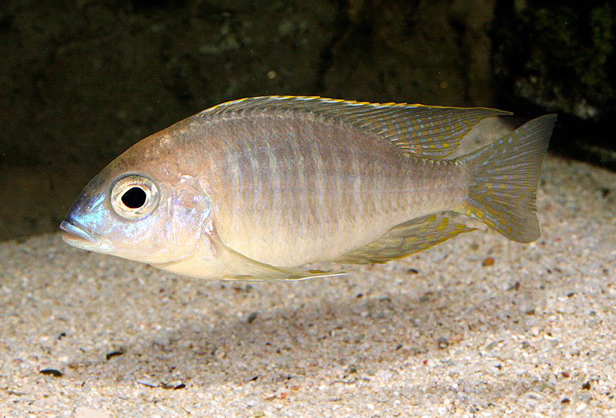 Lethrinops sp. 'yellow collar'