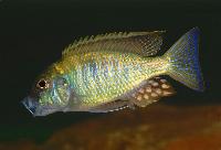 Tramitichromis intermedius