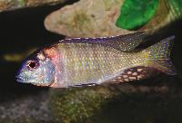 Tramitichromis sp. "red flush", Senga Bay