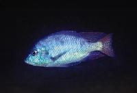 Trematocranus placodon, Cape Maclear