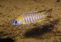 Lethrinops sp. 'nyassae'