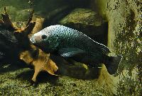Oreochromis squamipinnis