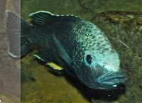 Oreochromis squamipinnis