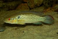 Crenicichla saxatilis