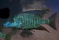 Taeniolethrinops praeorbitalis