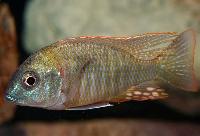 Lethrinops sp. 'red mboka'