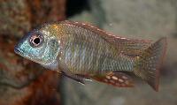 Lethrinops sp. 'red mboka'