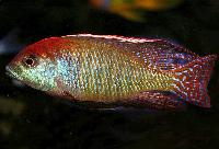 Lethrinops sp. 'red cap', Itungi