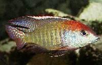 Lethrinops sp. 'red cap', Itungi