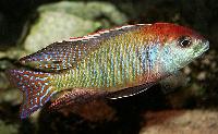 Lethrinops sp. 'red cap', Itungi