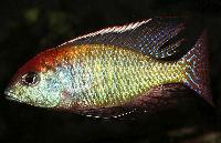 Lethrinops sp. 'red cap', Itungi
