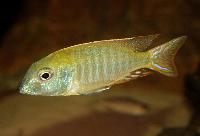 Lethrinops albus, Msaka