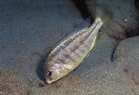 Chilotilapia  rhoadesii, Lupingu