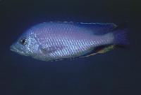 Hemitilapia oxyrhynchus, Ntekete