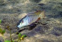Lethrinops letrinus, Chiloelo