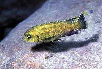 Petrotilapia sp. "nigra tanzania", Magunga