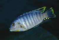 Petrotilapia sp. "small blue", Kawanga