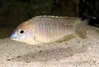 Lethrinops sp. 'yellow collar'