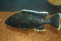 Oreochromis karongae