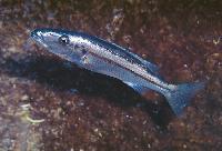 Rhamphochromis woodii, Taiwan Reef