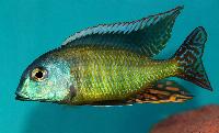 Tramitichromis lituris