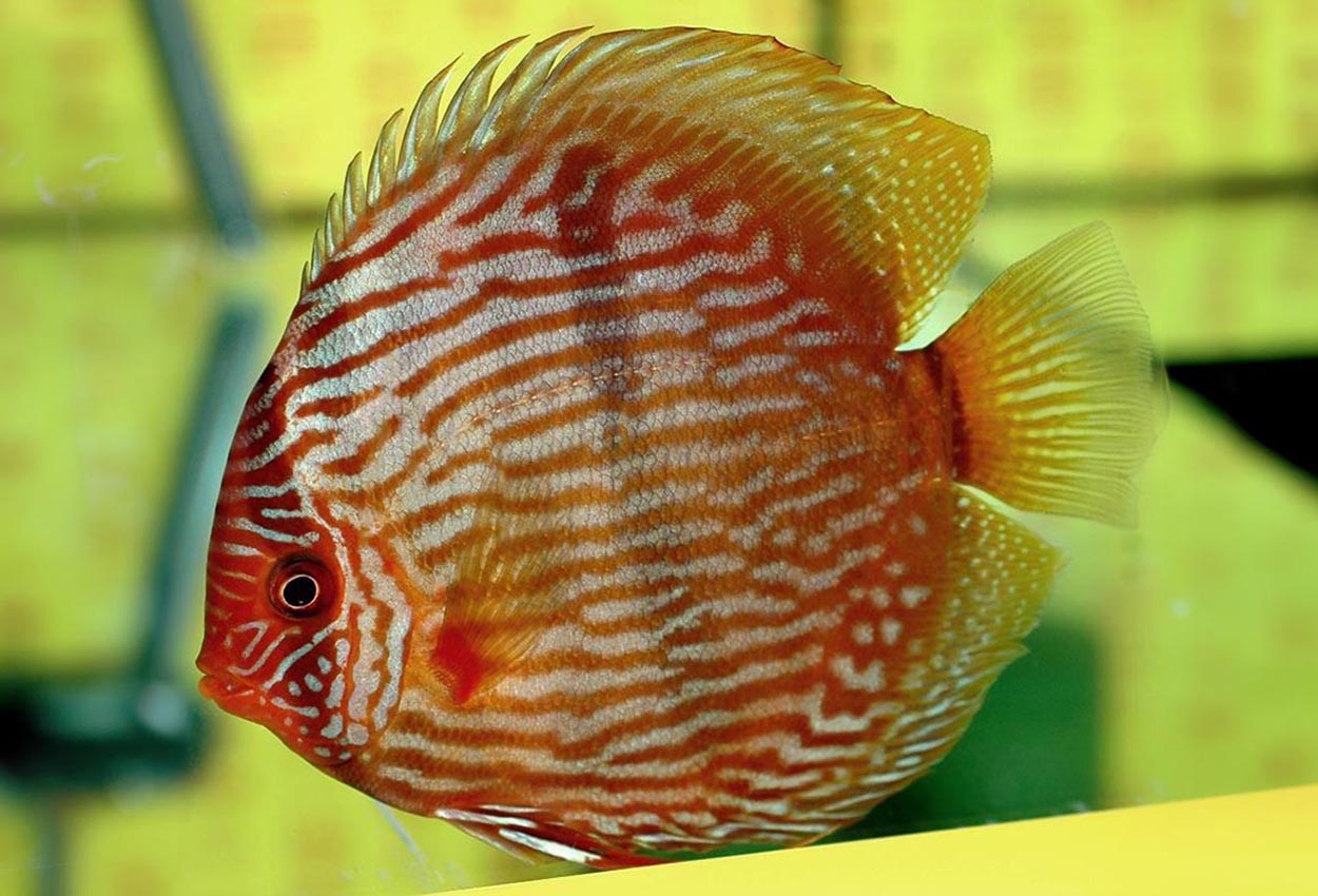 Symphysodon discus "heckel"-klassvinnare Champ.2004