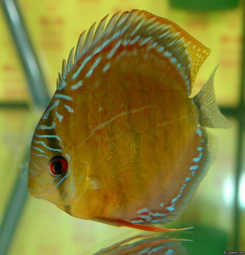 Symphysodon aequifasciatus axelrodi "brown"