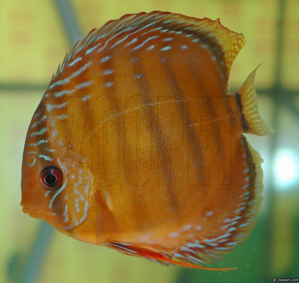 Symphysodon aequifasciatus axelrodi "brown"