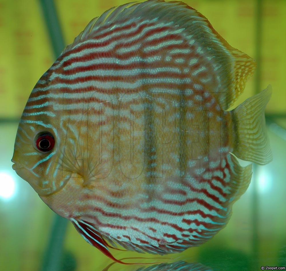 Symphysodon aequifasciatus haraldi "blue"