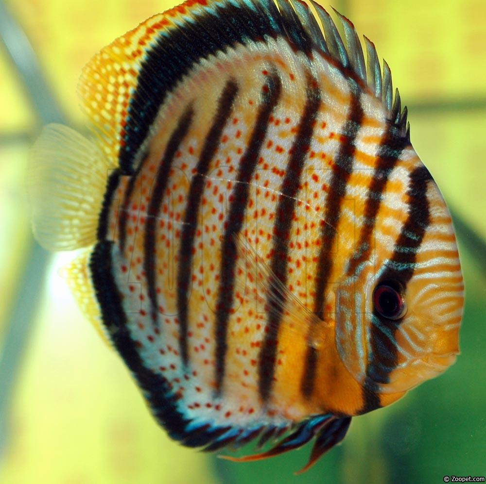 Symphysodon aequifasciatus aequifasciatus "red spotted green" -bäs
