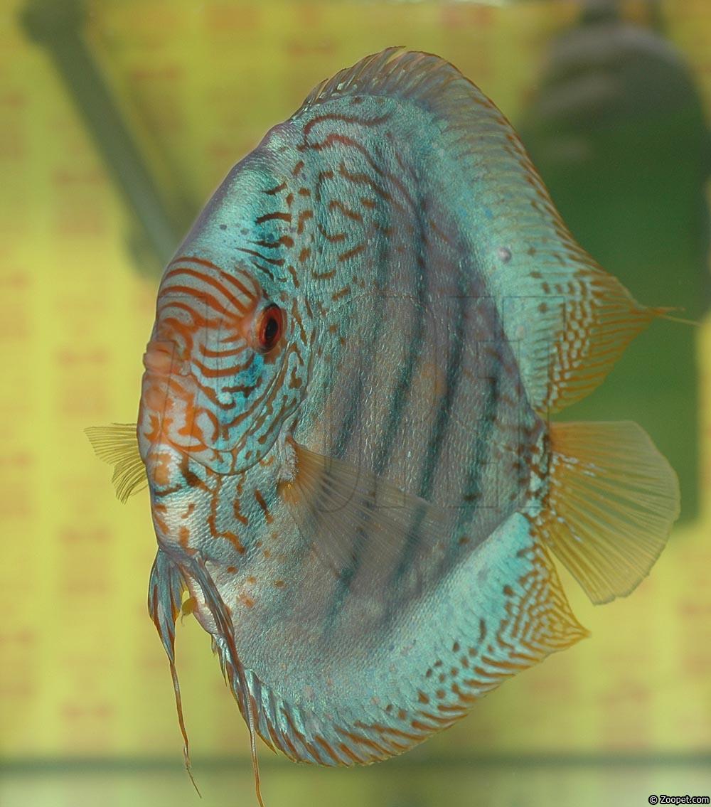 Symphysodon sp. "striped turquoise"