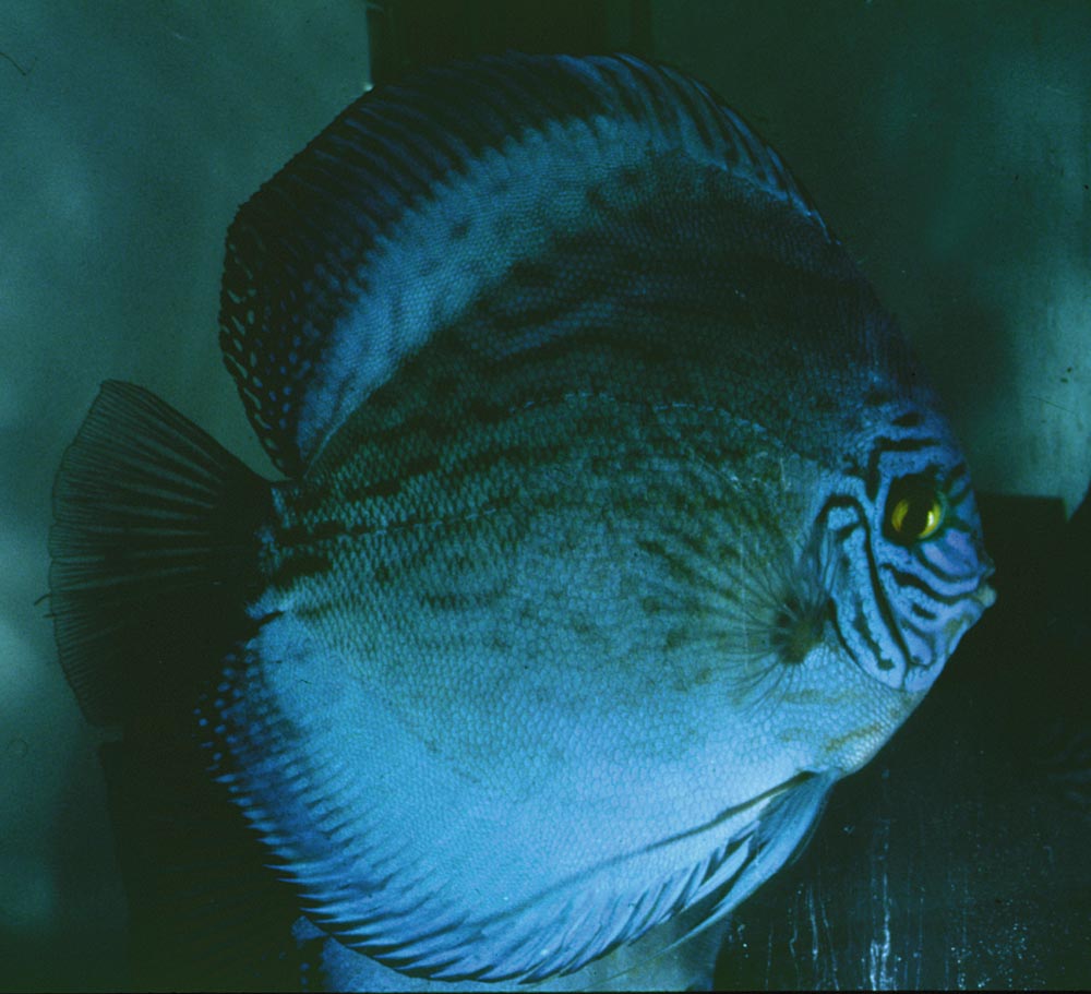 Symphysodon sp. "solid turquoise-solid cobalt blue"
