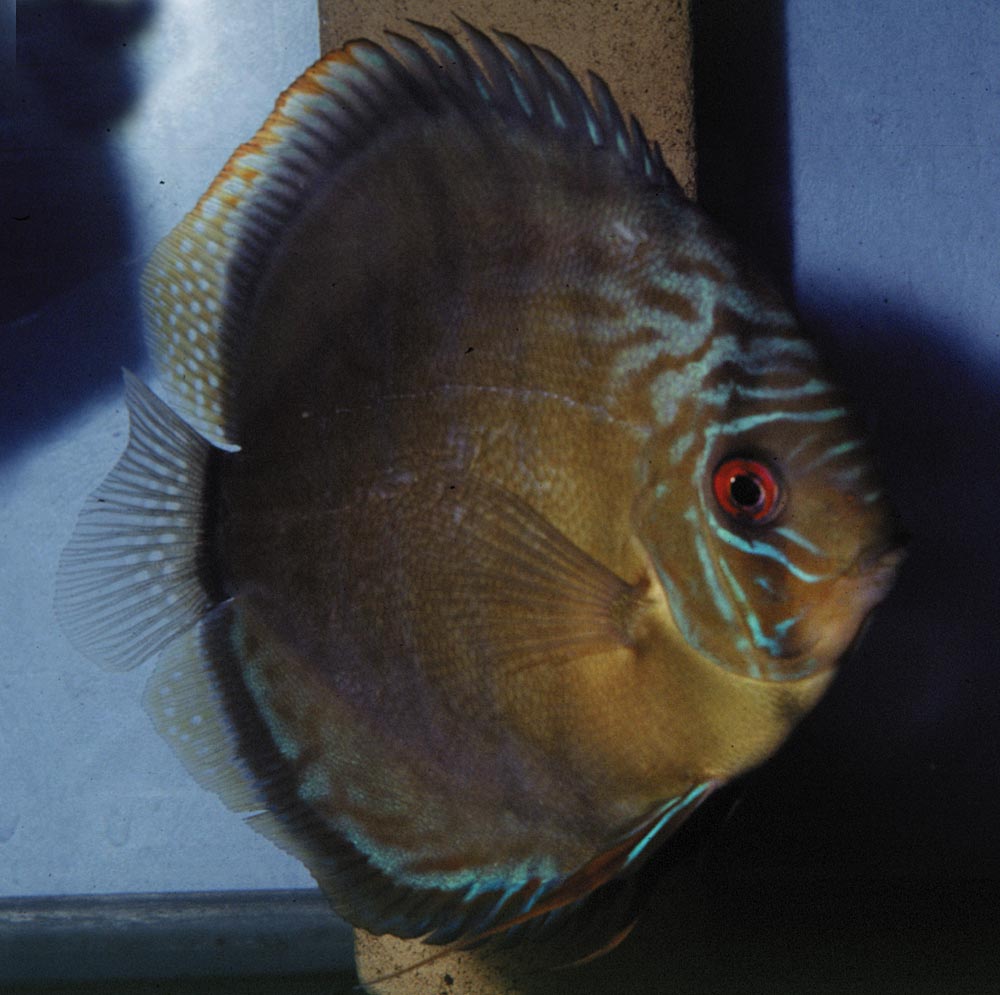 Symphysodon aequifasciatus aequifasciatus "green"