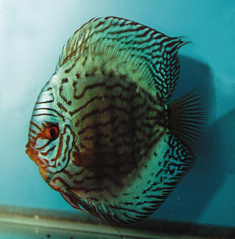 Symphysodon sp. "striped turquoise-striped blue turquoise"