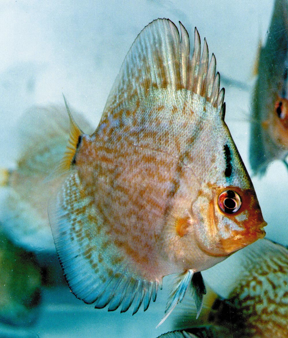 Symphysodon sp. "striped turquoise-blue turquoise" (yngel)
