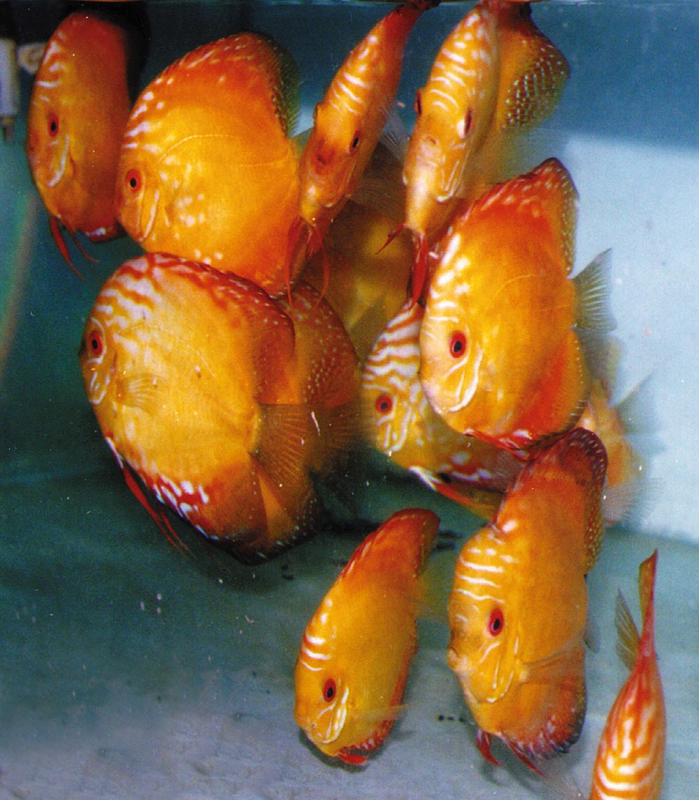 Symphysodon sp. "pigeon blood-golden sunrise"