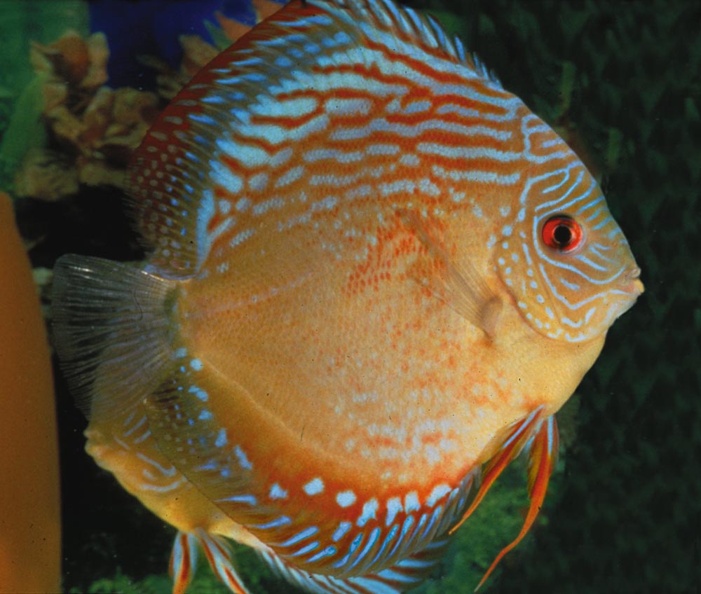 Symphysodon sp. "red spotted-red spotted green", hybrid"