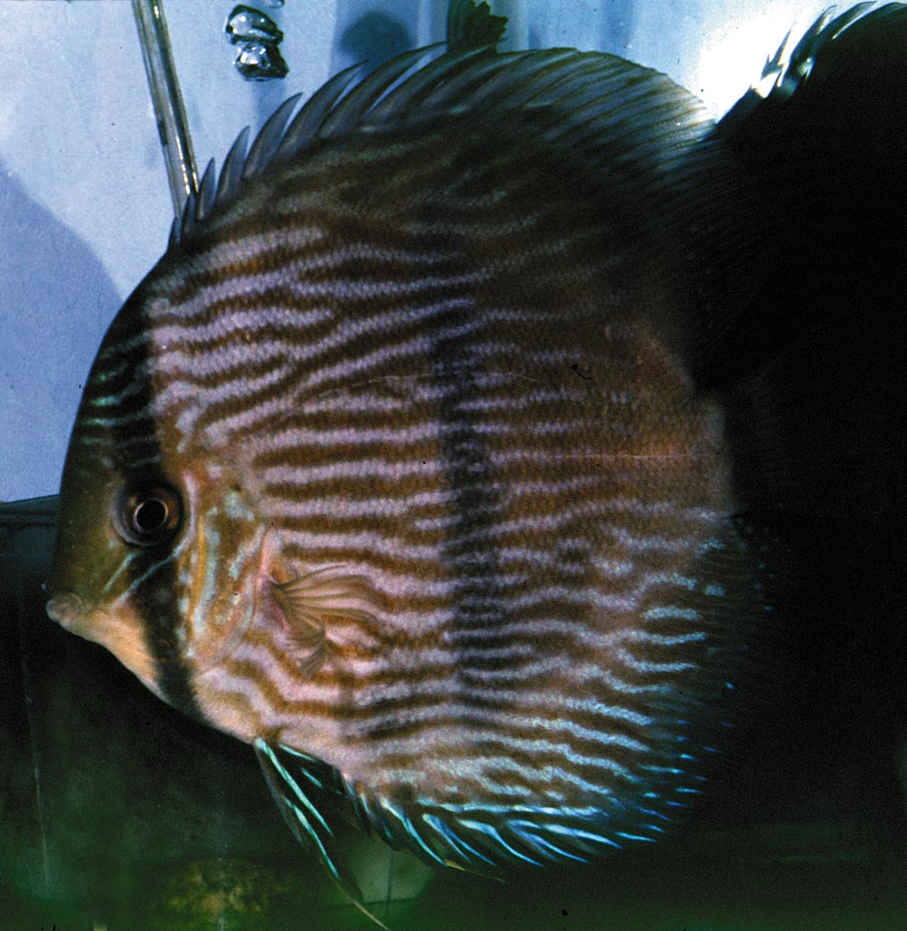 Symphysodon discus "heckel"