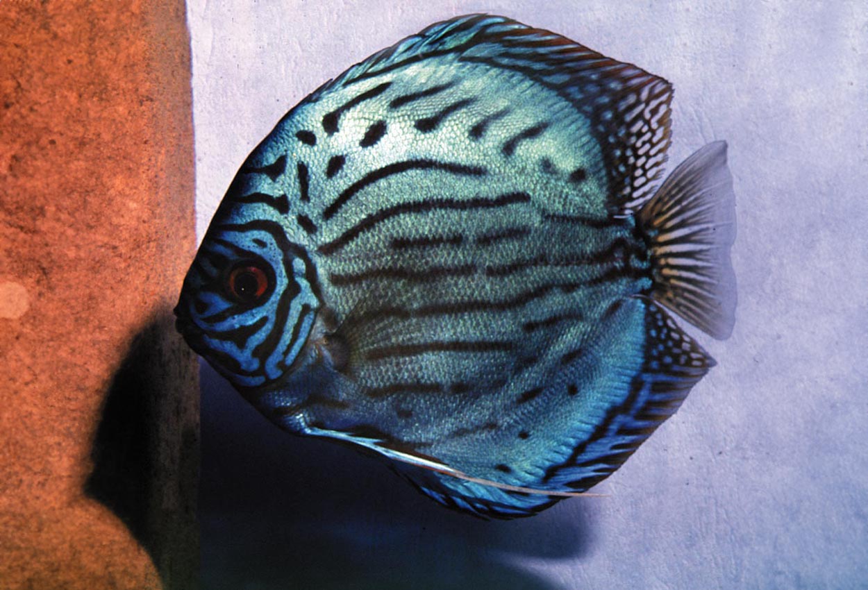 Symphysodon sp. "striped turquoise-Wattley"