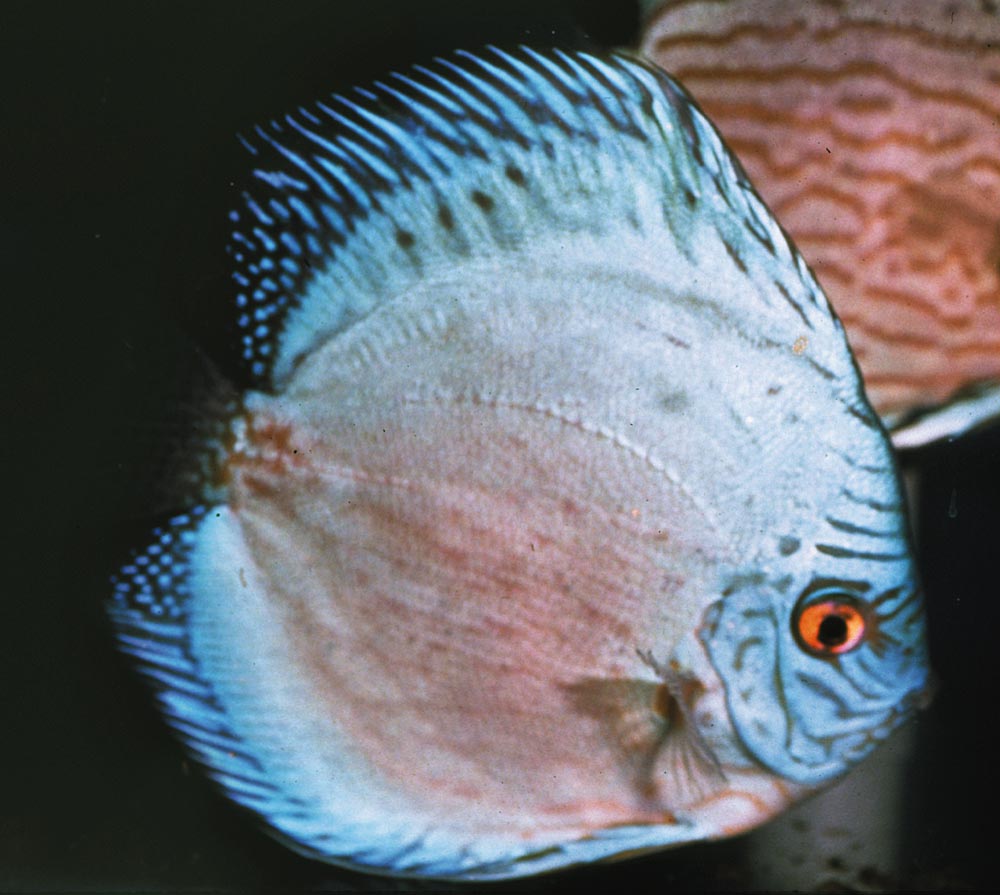 Symphysodon sp. "solid turquoise-solid blue"