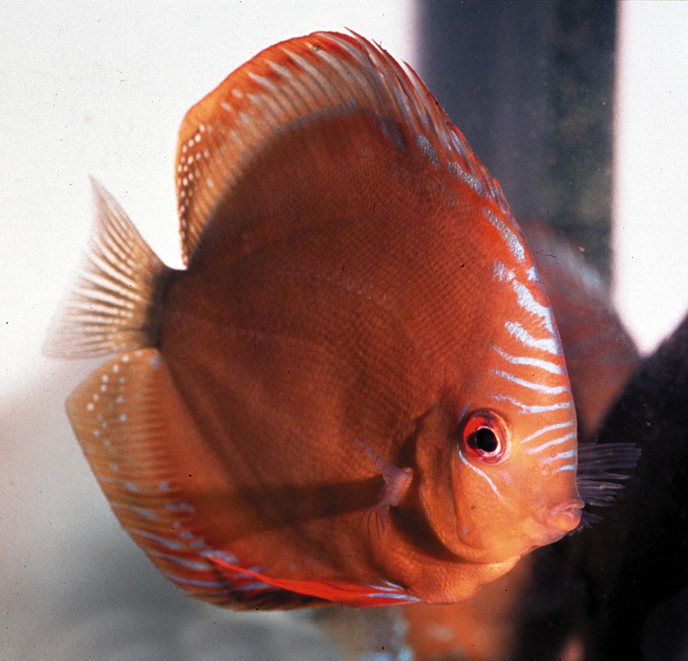 Symphysodon sp. "övriga-red"