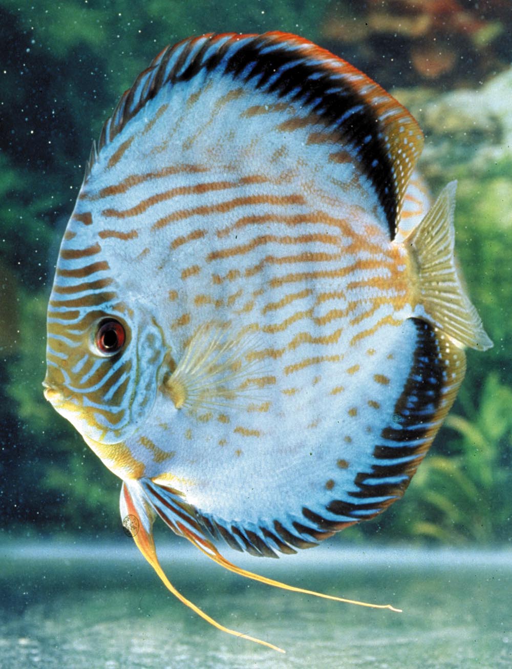 Symphysodon sp. "övriga - striped green turquoise"