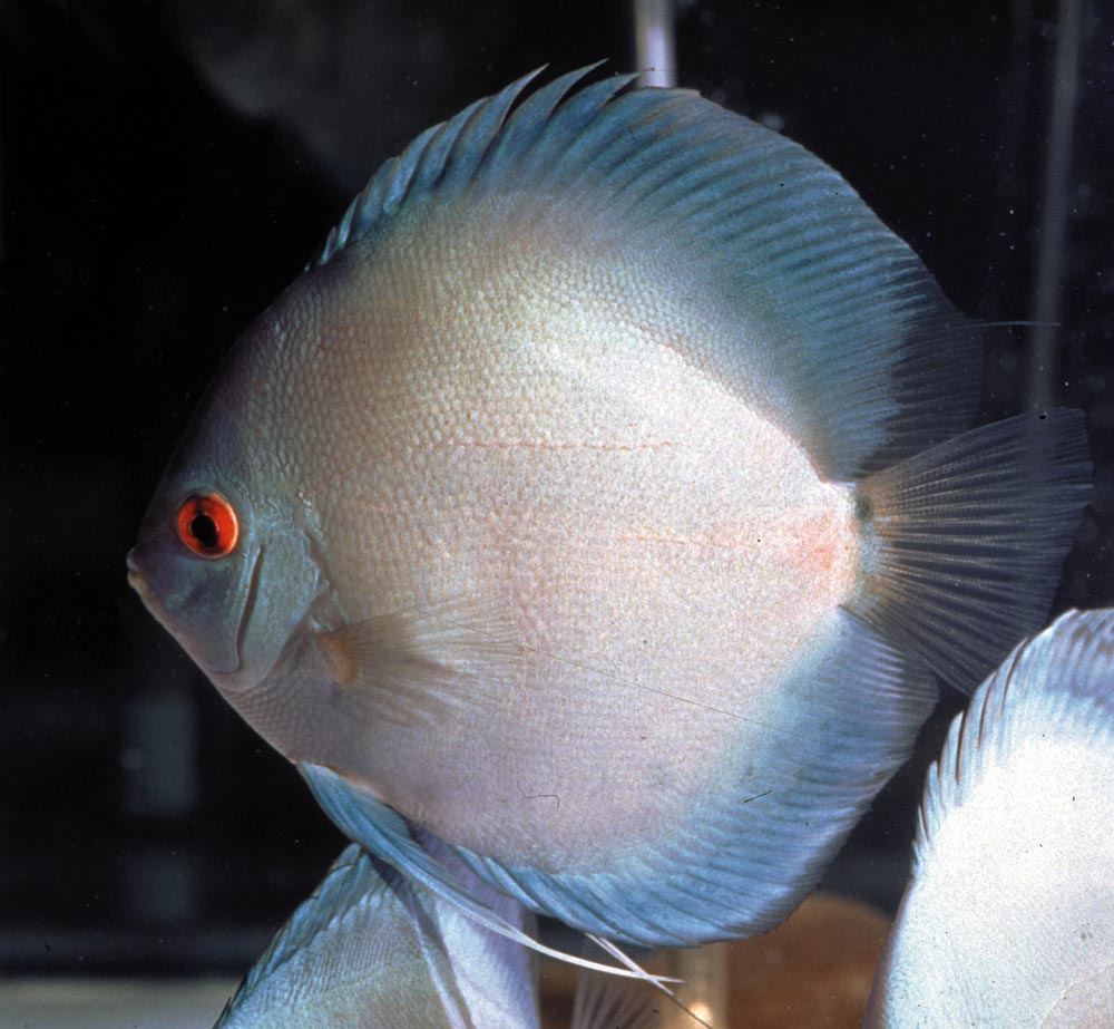 Symphysodon sp. "solid turquoise-solid blue"