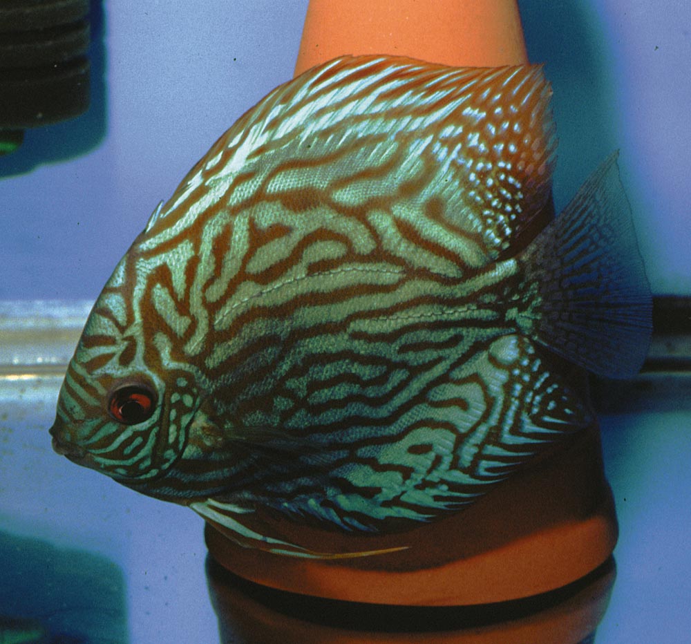 Symphysodon sp. "striped turquoise-striped red"